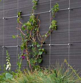 Green Wall Hub - Stainless Steel Cable Trellis Kit - Cable Loft